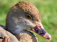 Plumed Whistling Duck (Head, Bill & Eyes) - pic by Nigel Key